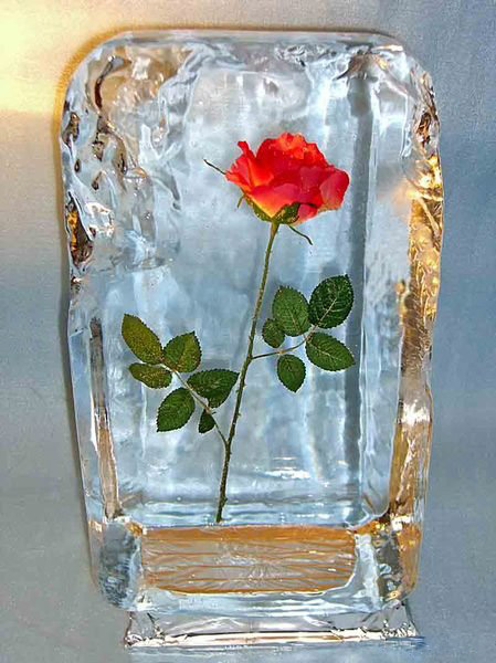 Роза во льду на 14 февраля
